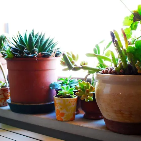 Alojamento de Acomodação e Pequeno-almoço Con Vista 3*